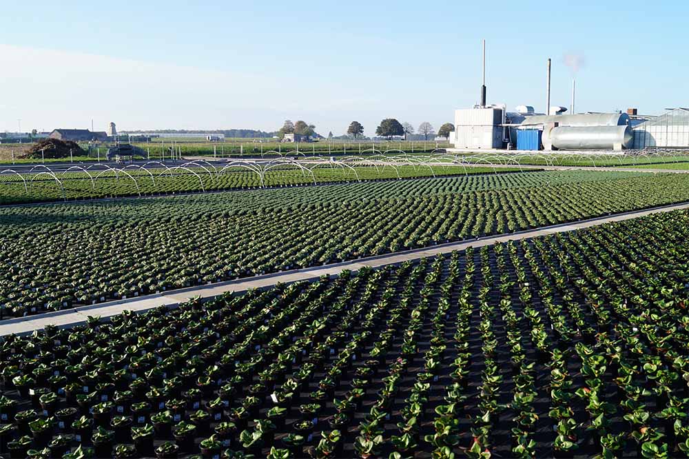 Eine unserer Freiflchen